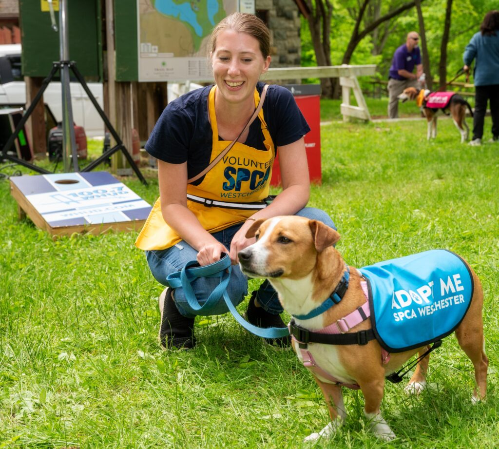 spca-dog-walk-spca-westchester-new-york