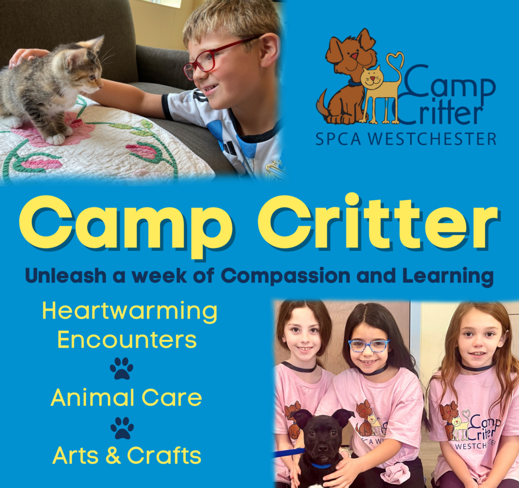Camp SPCA Westchester, New York