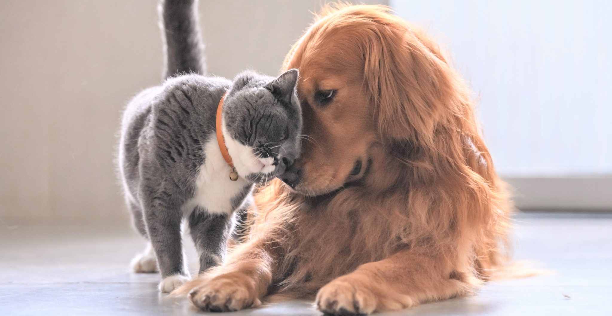 Animal Rescue & Pet Adoption Westchester County, NY SPCA Westchester